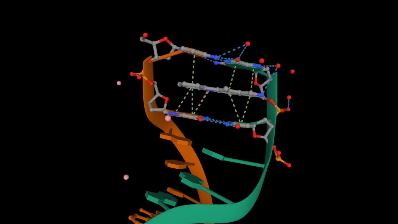 与6bp DNA复合物的椭圆蛋白结构视频下载