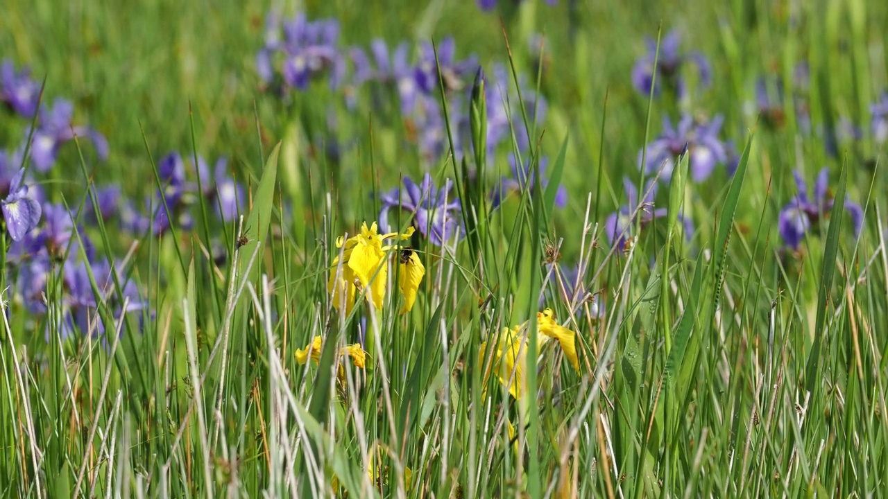 黄旗鸢尾花和蓝鸢尾花，在安布尔赛德沼泽，湖区，英国开花。视频素材