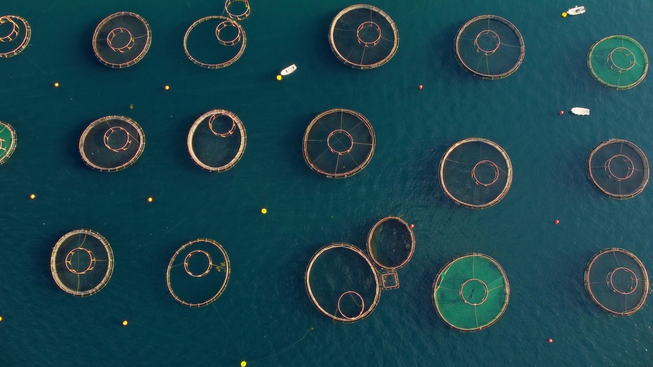 航拍无人机在清澈的海水中养鱼。用来养各种鱼的圆笼视频素材