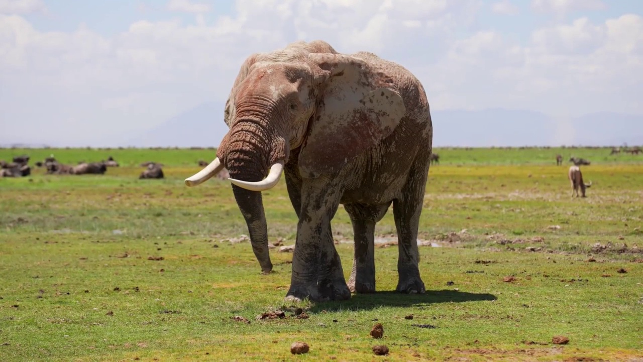 一只巨大的非洲象在森林中行走的慢动作镜头。在森林里行走的野生非洲象视频素材