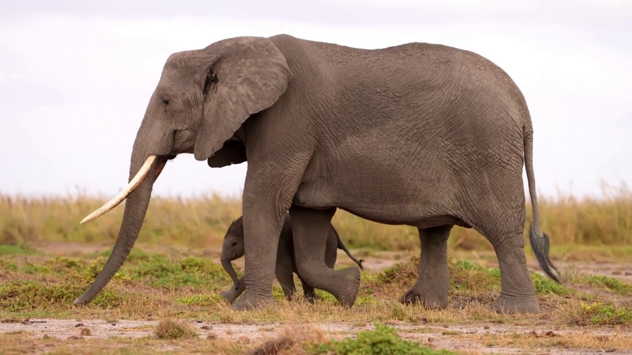 一个可爱的小象和象妈妈在森林里散步的慢动作镜头。刚出生的小象正在行走视频素材