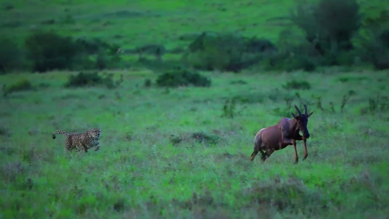 野生非洲猎豹在森林中追逐鹿的慢动作镜头。非洲猎豹在森林里跑得很快视频素材