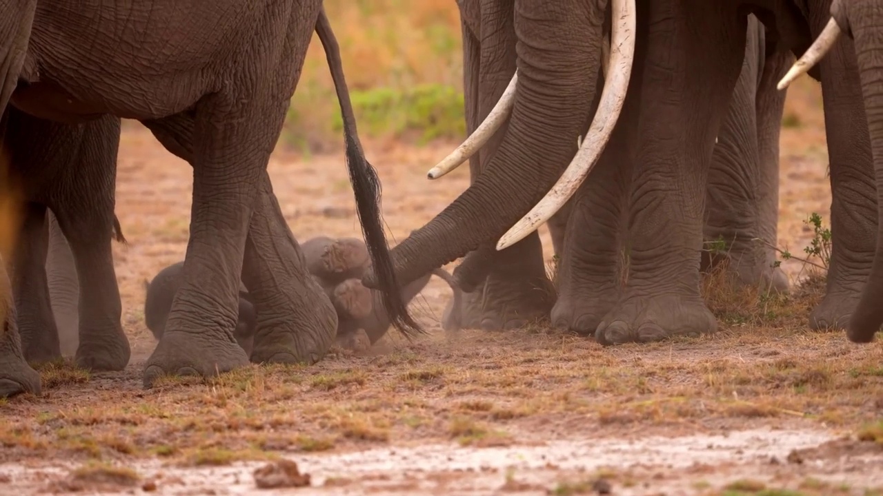 一个可爱的小象在森林中的象群中行走的慢动作镜头。刚出生的小象正在行走视频素材
