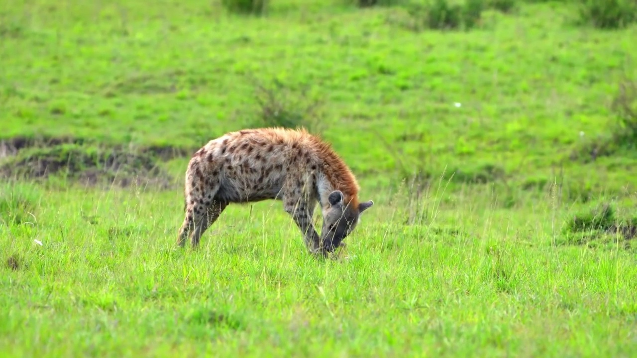 一只非洲野生鬣狗在森林中回头行走的慢动作镜头。野生非洲鬣狗在森林中的肖像视频素材