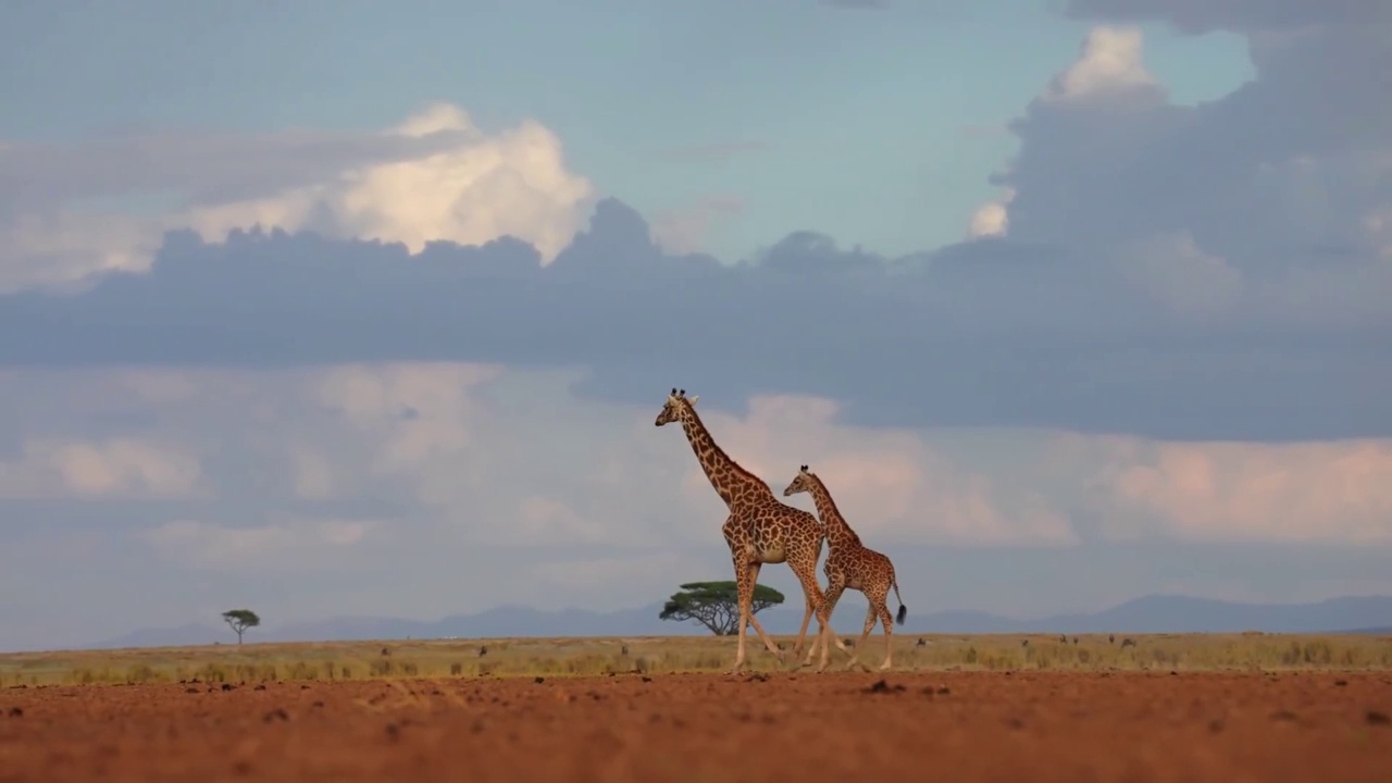 一只非洲长颈鹿在森林中行走的慢动作镜头。森林里的野生非洲长颈鹿和小长颈鹿视频素材