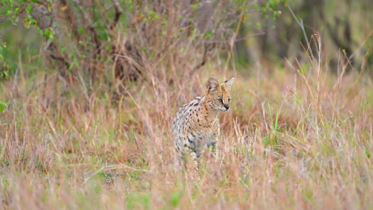 一只非洲薮猫在森林草地上休息的慢动作镜头。在森林里休息的野生非洲薮猫视频素材