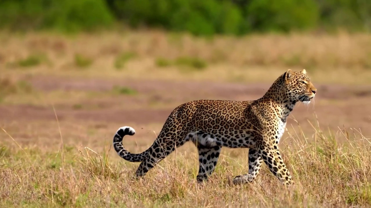 野生非洲豹在森林中行走的慢动作镜头。森林中野生非洲豹的肖像视频素材