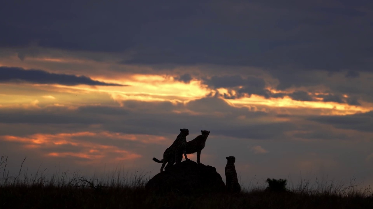 一群猎豹在森林中剪影的慢动作镜头。猎豹兄弟的剪影在夕阳下视频素材