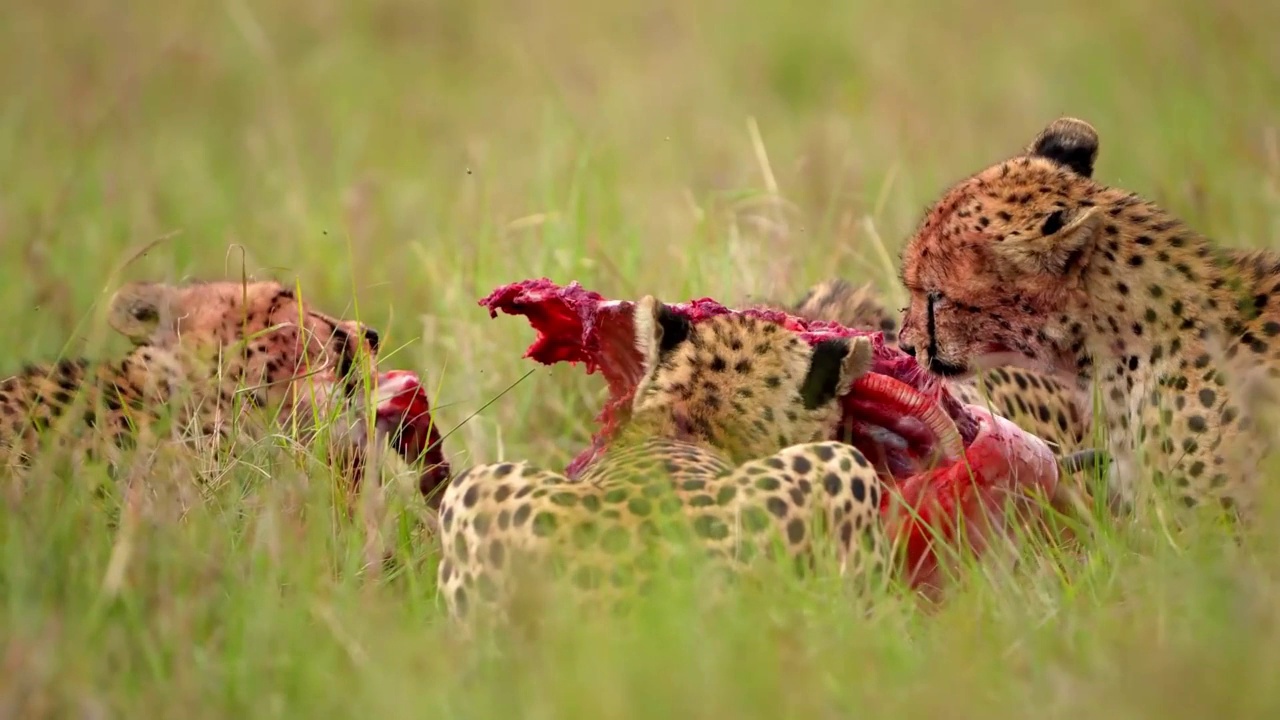 一群猎豹在野生森林中吃肉的慢动作镜头。森林里的野生非洲猎豹群视频素材