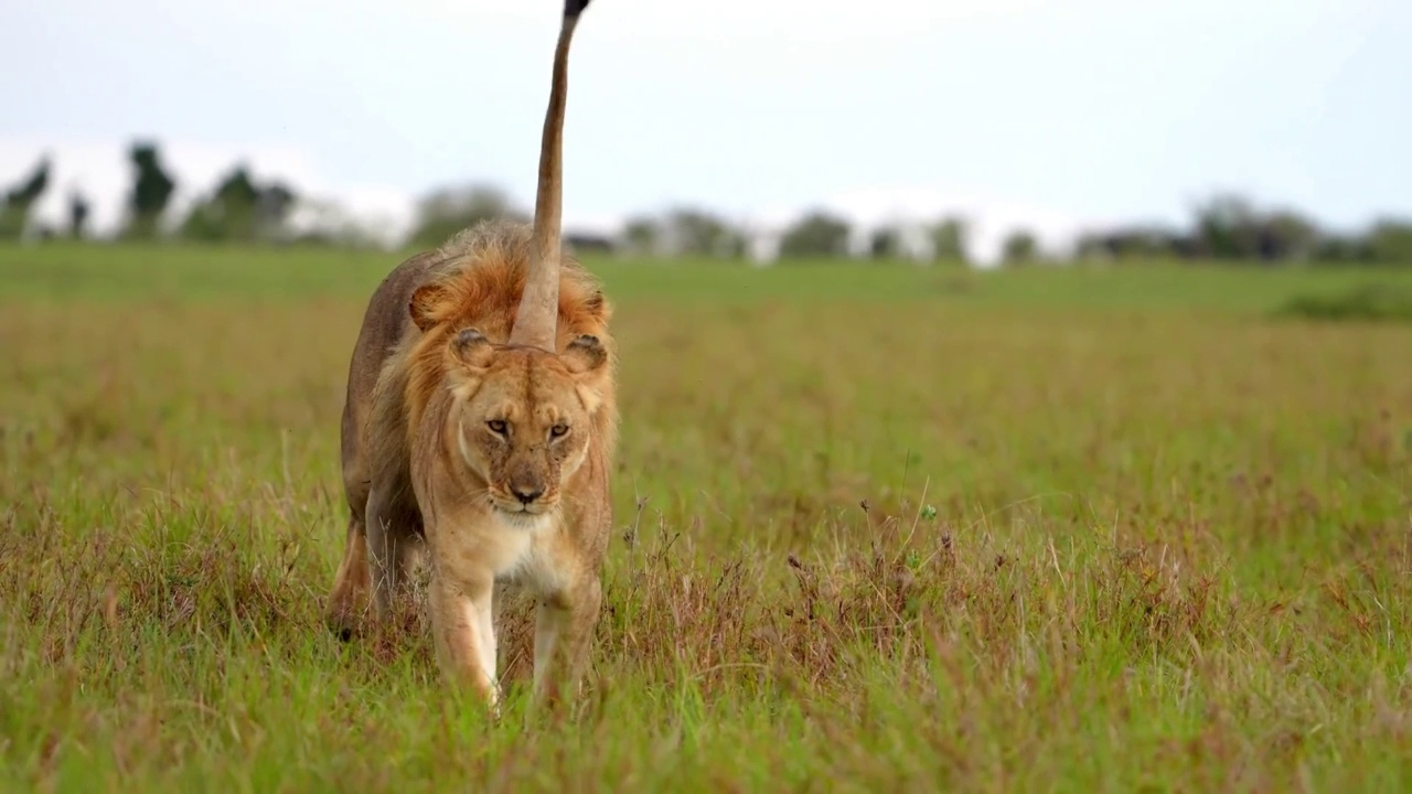 森林中野生非洲狮和母狮的慢动作镜头。野生非洲狮在森林中行走的肖像视频素材