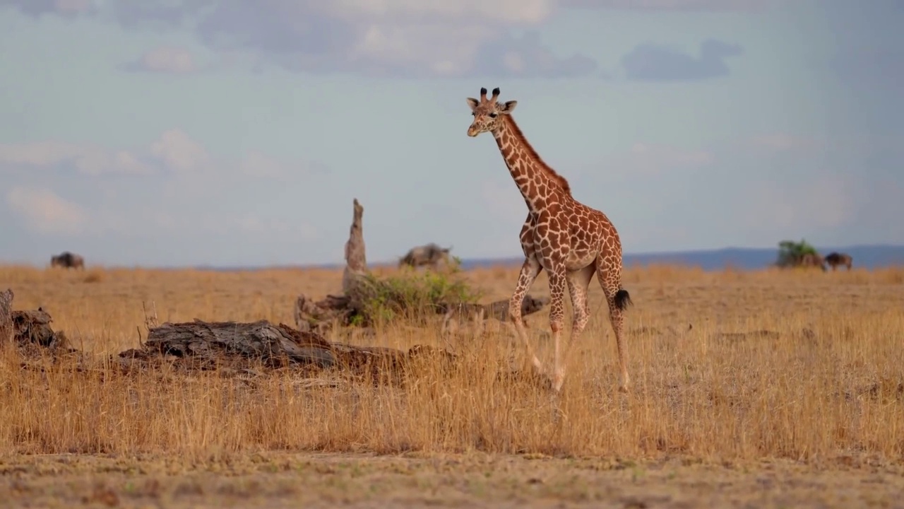 野生非洲长颈鹿在森林中行走的慢动作镜头。非洲长颈鹿肖像在森林中行走视频素材