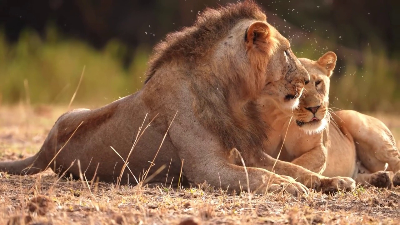 野生非洲狮和母狮在森林中玩耍的慢动作镜头。野生狮子在森林里和母狮子玩耍视频素材
