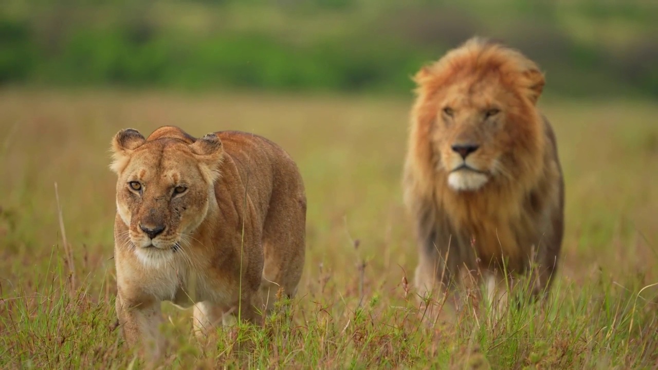 野生非洲狮和母狮在森林中行走的慢动作镜头。非洲狮和母狮在森林中行走的特写视频素材