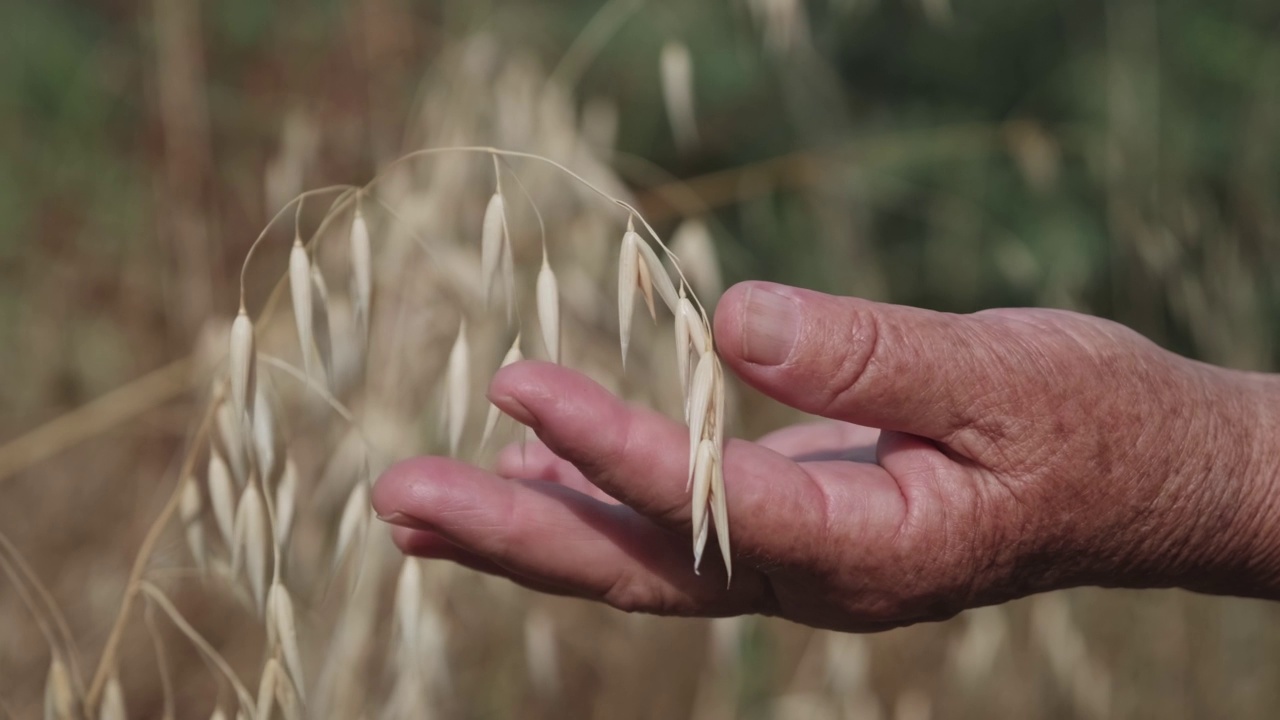 在田野里触摸燕麦的老雌手。视频素材