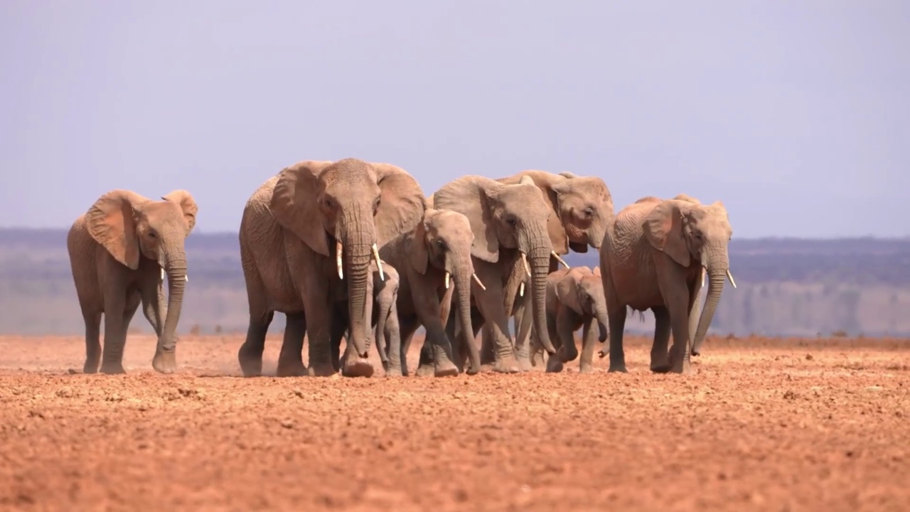 慢镜头一群母象和幼象在森林中行走。野生非洲象群在森林中行走视频素材