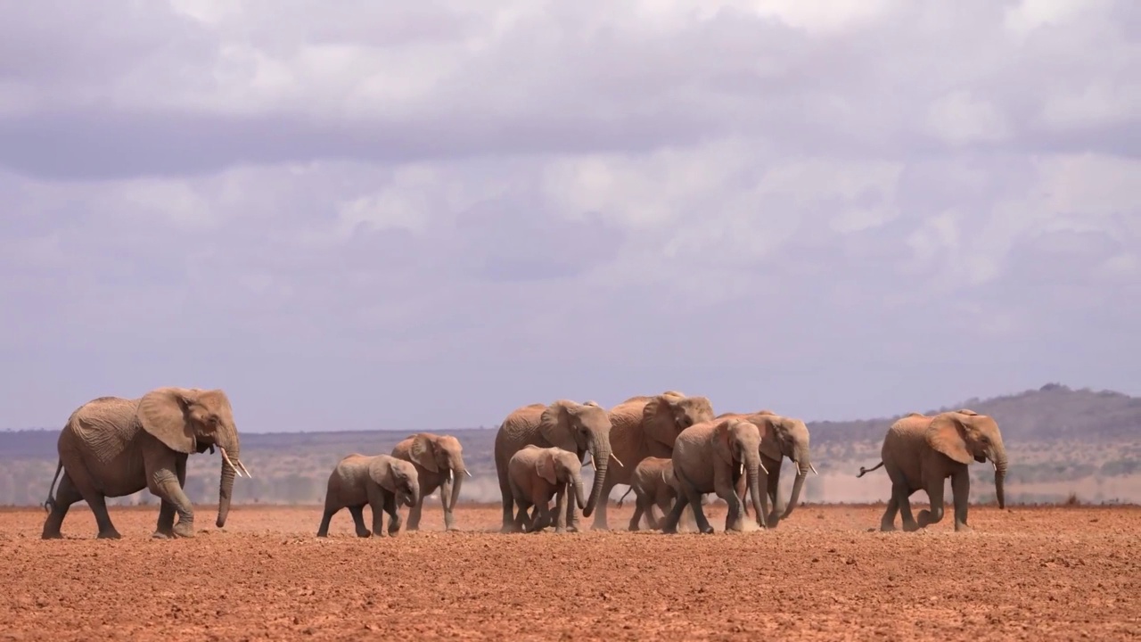 一群野生非洲象在森林中行走的慢镜头。非洲象群在野生森林中行走视频素材
