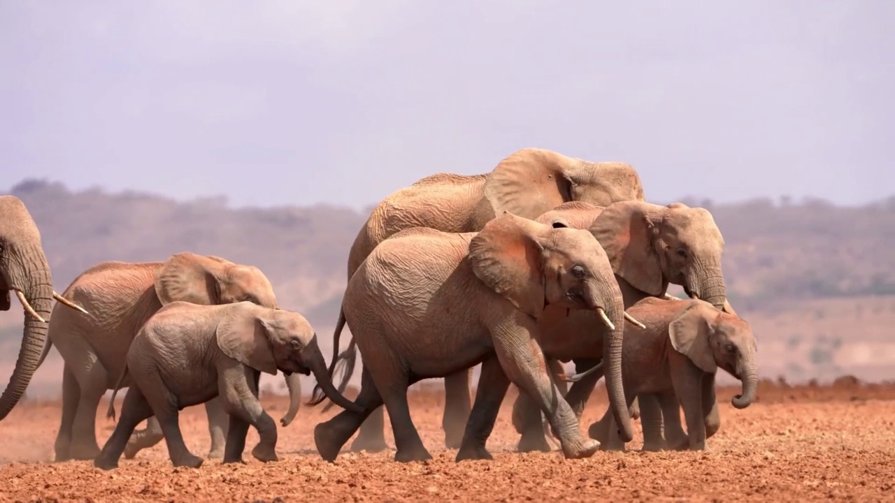野生非洲象群在森林中行走的慢动作镜头。野生非洲象群在森林中行走视频素材