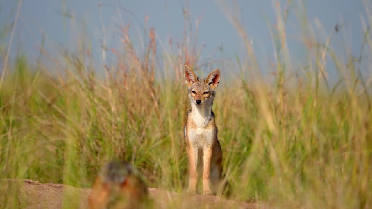 一只非洲野狼在森林草地上休息的慢动作镜头。在草地上休息的非洲豺动物视频素材