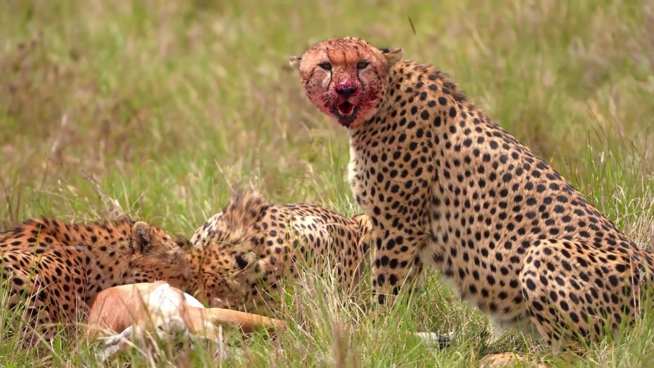 一群猎豹在野生森林中吃肉的慢动作镜头。森林里的野生非洲猎豹群视频素材