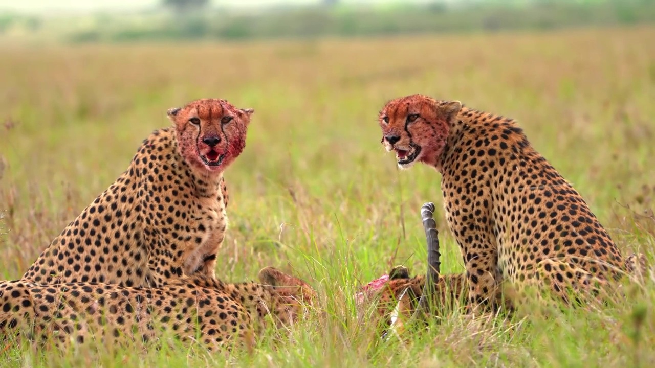 一群猎豹在野生森林中吃鹿肉的慢镜头。森林里的非洲猎豹联盟视频素材