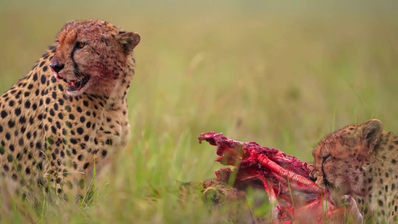 一群猎豹在野生森林中吃肉的慢动作镜头。森林里的野生非洲猎豹视频素材