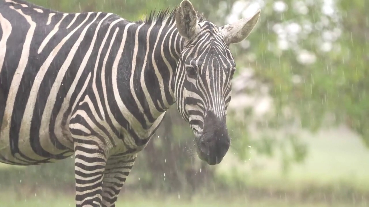 一只野生非洲斑马站在雨中的脸部特写慢动作镜头。非洲斑马的脸特写站在森林里视频素材