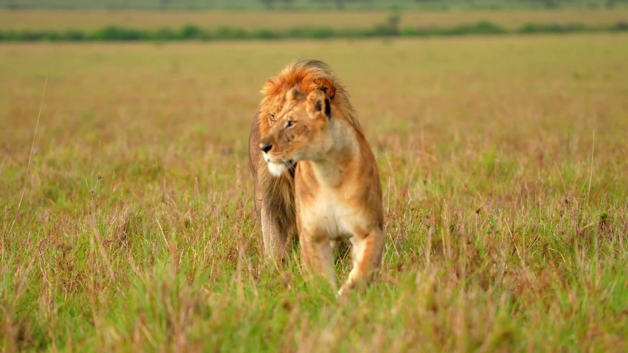 森林中野生非洲狮和母狮的慢动作镜头。野生非洲狮与母狮漫步的肖像视频素材