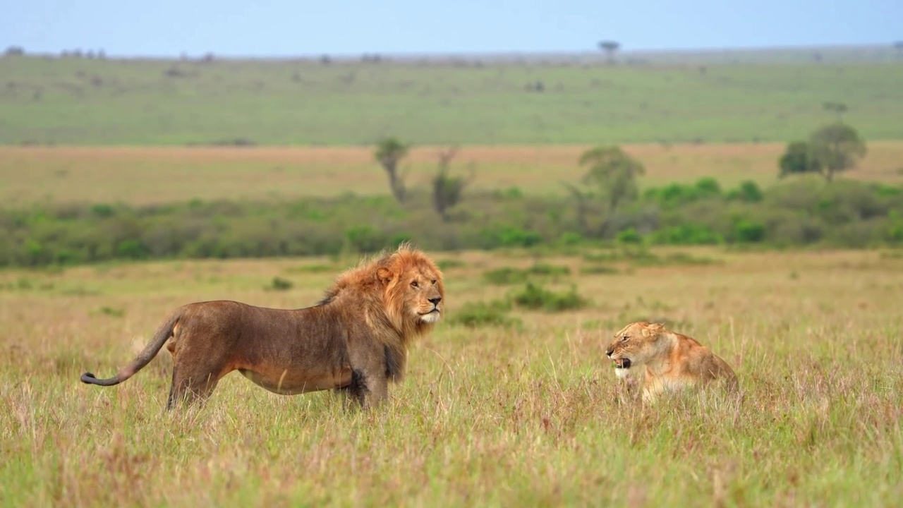 野生非洲狮和母狮在森林中玩耍的慢动作镜头。狮子和母狮一起玩耍的肖像视频素材