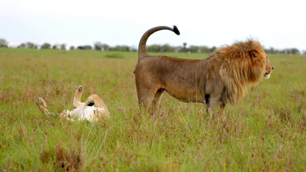 野生非洲狮和母狮在森林中玩耍的慢动作镜头。狮子和母狮在森林里玩耍的肖像视频素材