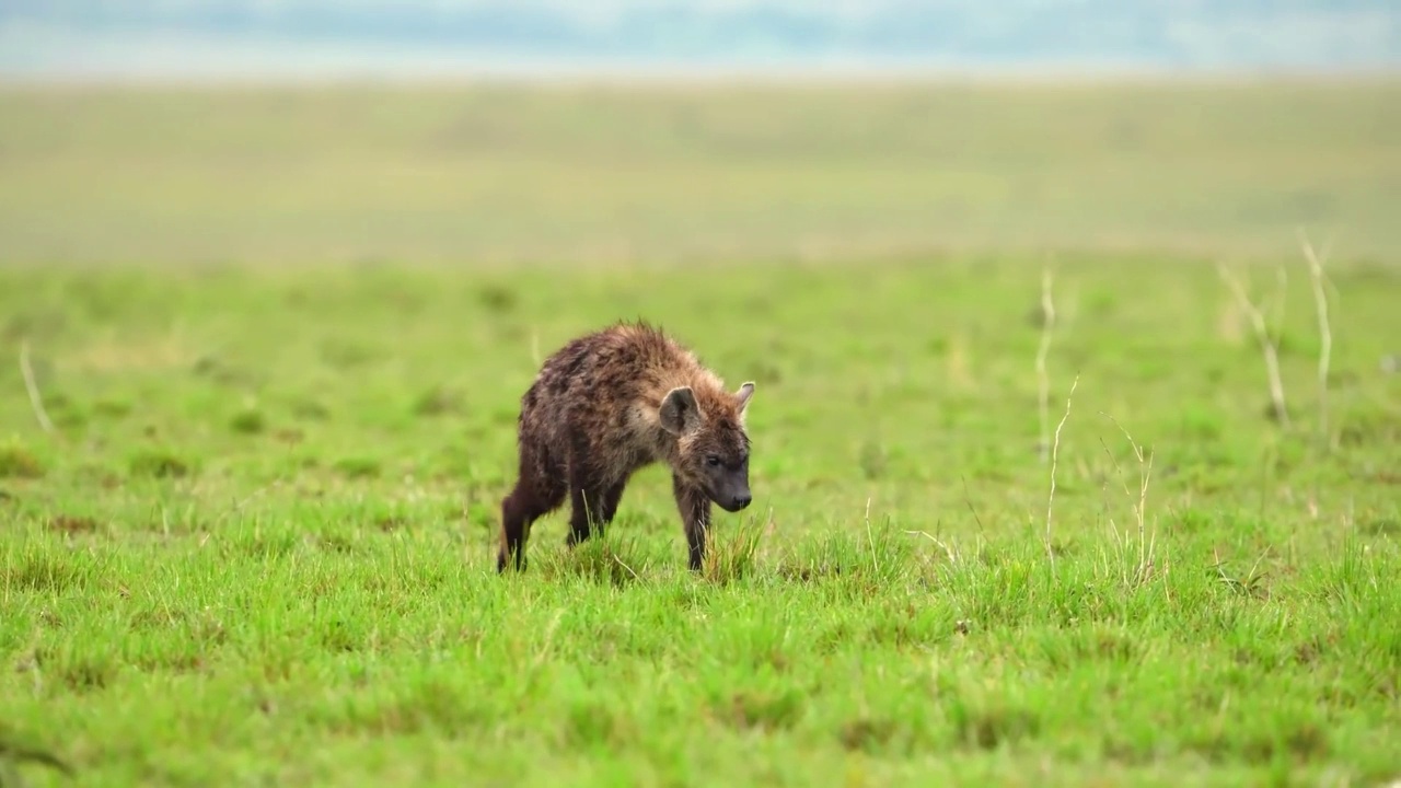 一只野生非洲鬣狗在森林中行走的慢动作镜头。野生鬣狗肖像在森林中行走视频素材
