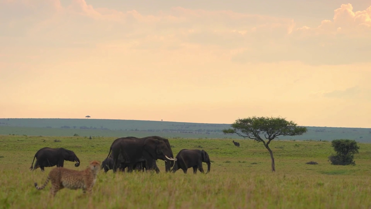 一群非洲象在森林中行走的慢镜头。野生非洲象群在森林中行走视频素材