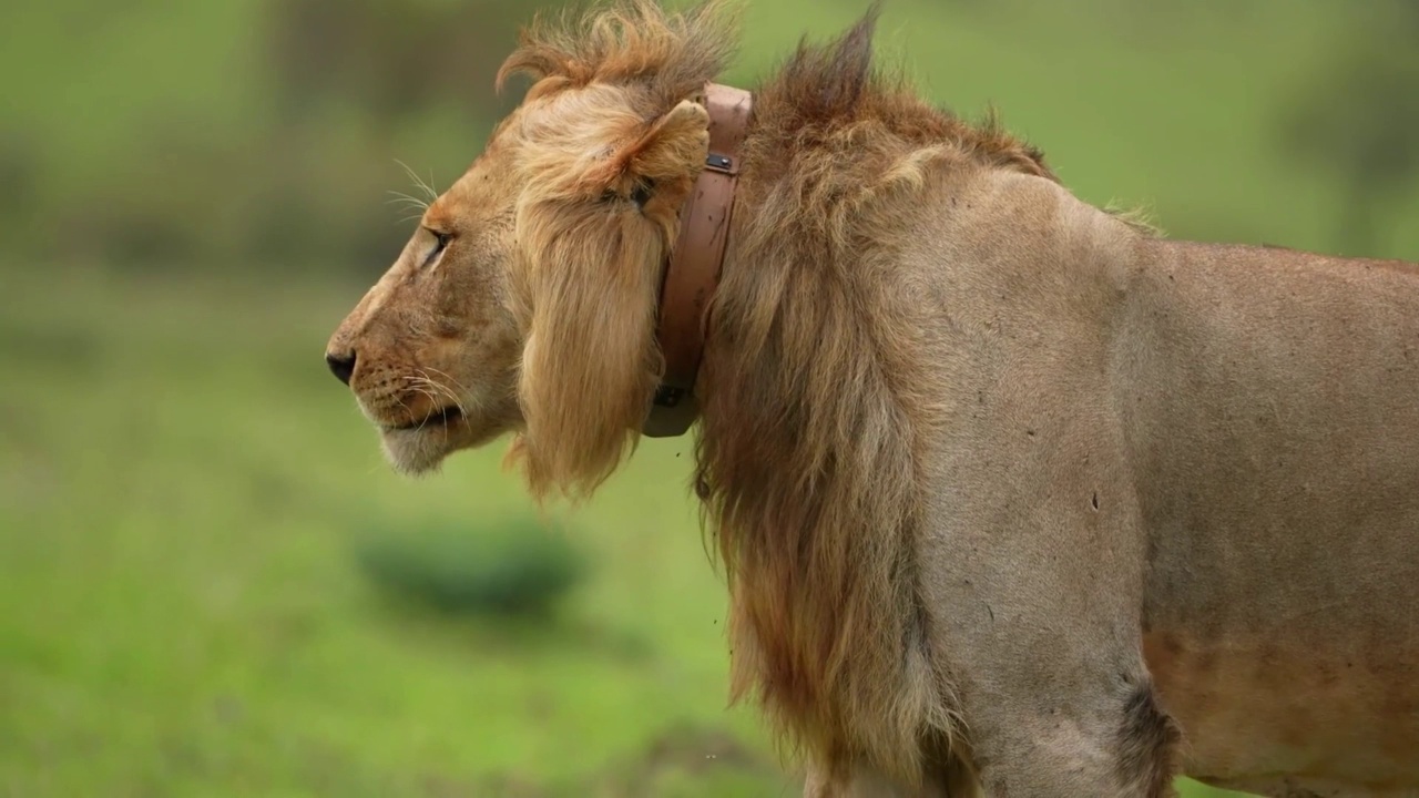 一只野生雄性非洲狮站在森林里的特写镜头。一只雄性非洲狮的特写视频素材