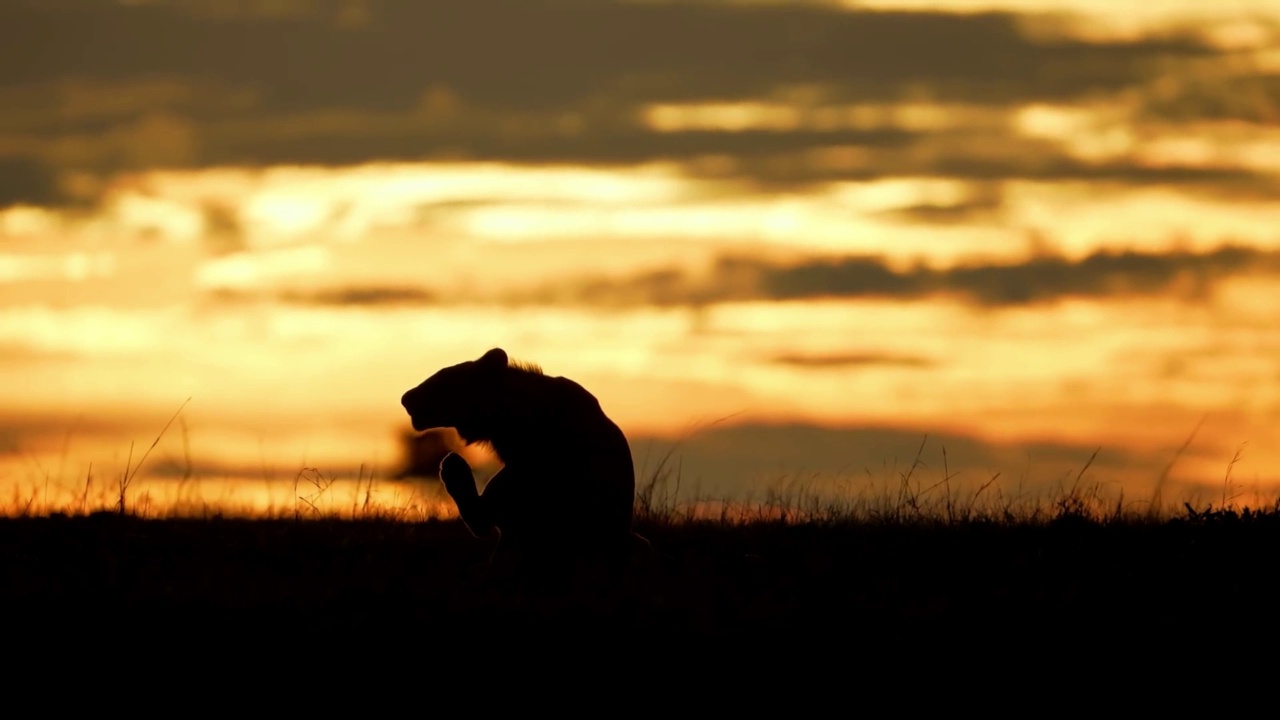 日落时分，一只野生非洲狮在森林中行走的剪影的慢动作镜头。雄性非洲狮在夕阳中行走的剪影视频素材