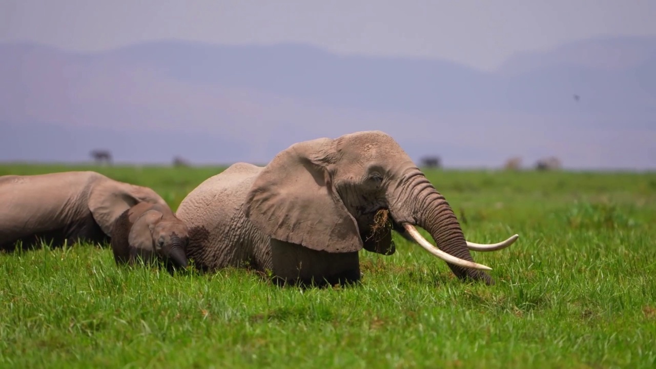 野生非洲象在森林里吃草的慢动作镜头。野生非洲象的肖像站在森林里视频素材