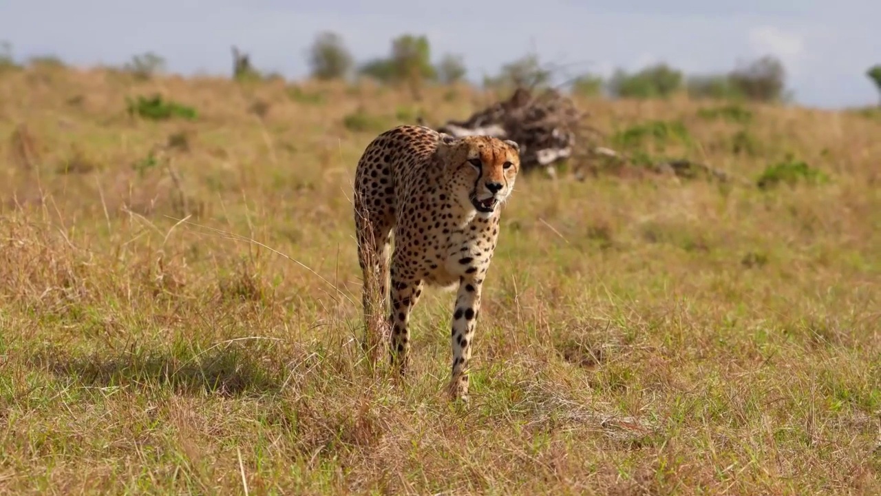 野生非洲猎豹在森林中行走的慢动作镜头。野生非洲猎豹在森林中行走的肖像视频素材