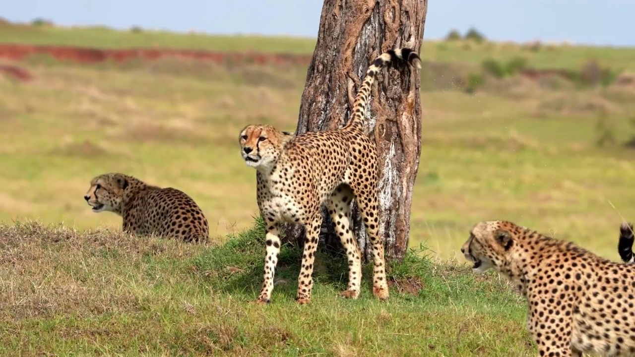 一群猎豹在森林中行走的慢动作镜头。野生非洲猎豹联盟在森林中行走视频素材