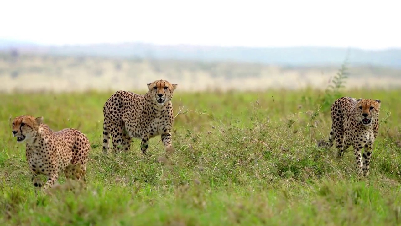 一群猎豹兄弟在森林中行走的慢动作镜头。森林里的非洲猎豹联盟视频素材