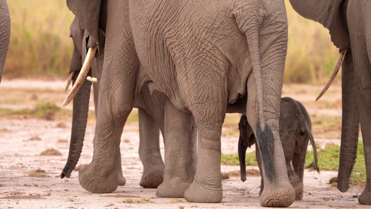 一个可爱的新生小象和妈妈在森林里散步的慢动作镜头。小象在走路视频素材