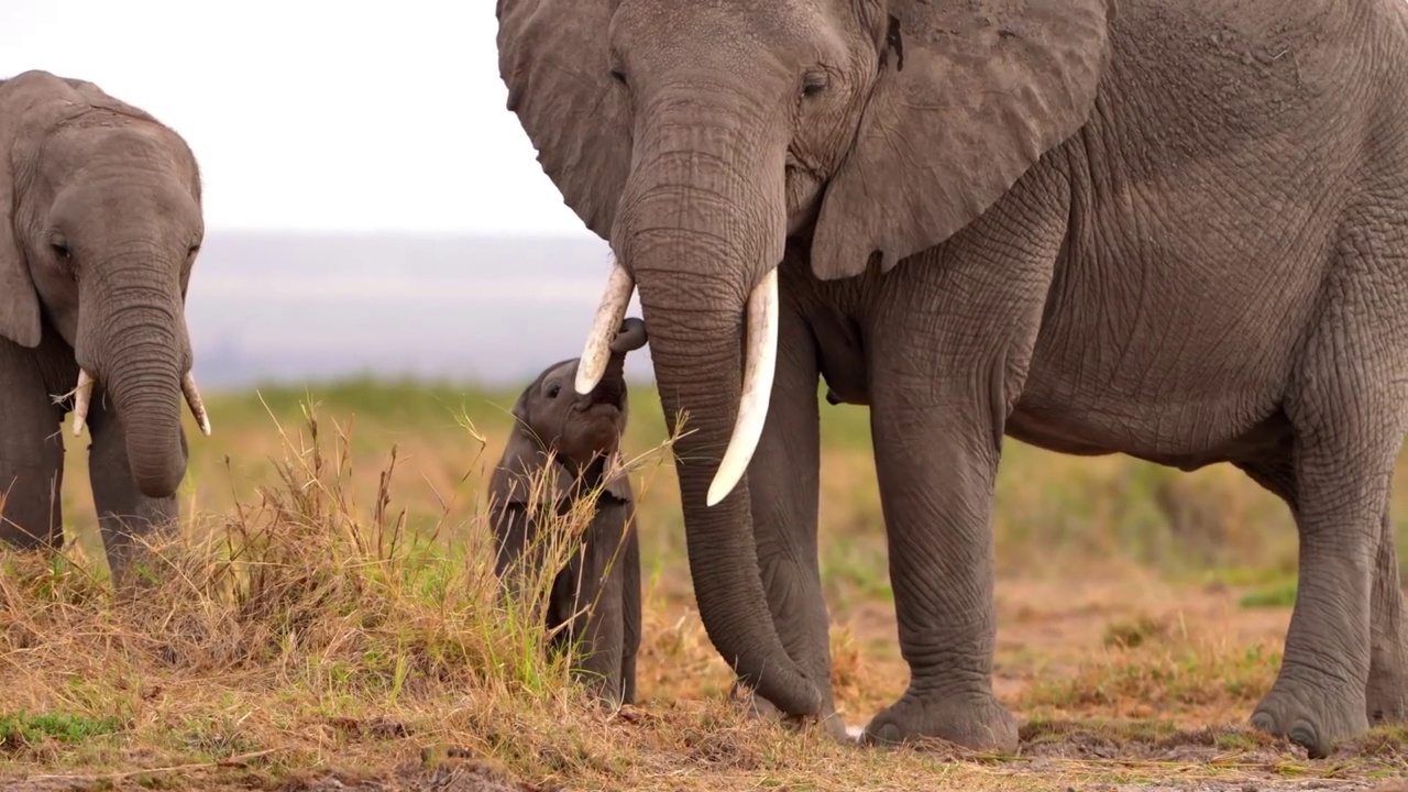 一个可爱的小象和母象在森林里吃草的慢动作镜头。森林里的野生非洲小象视频素材