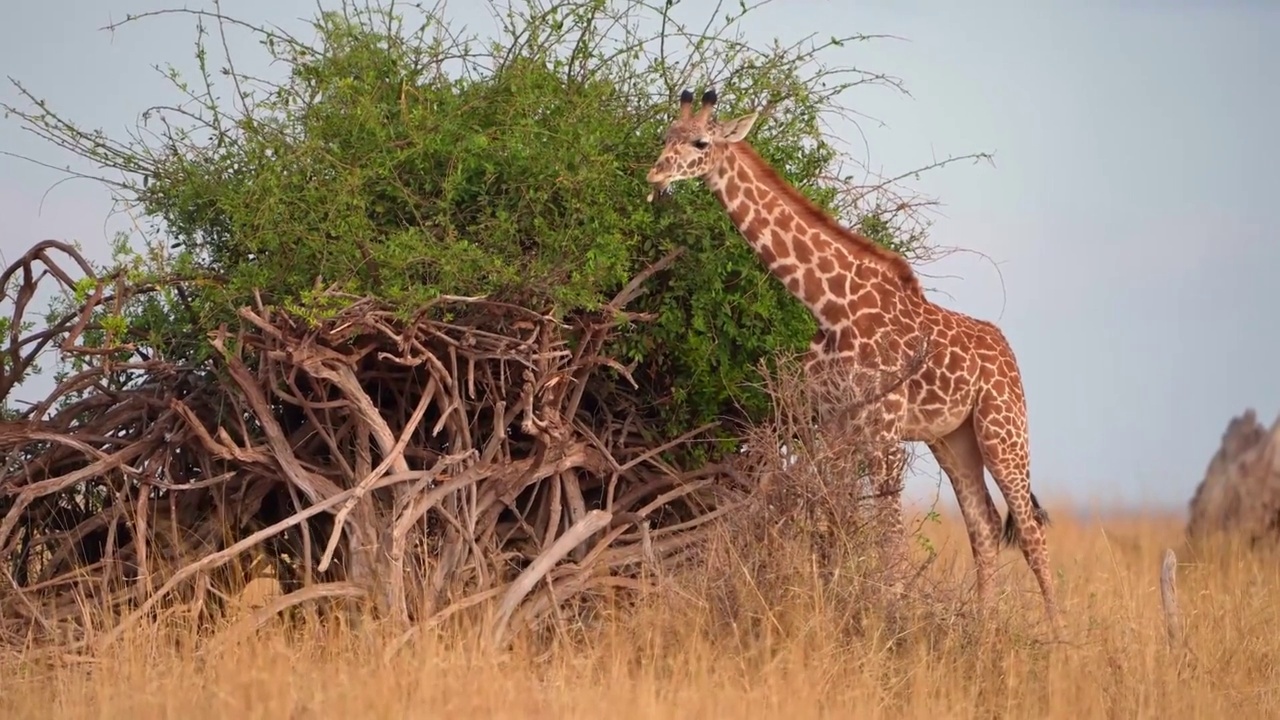 一只野生非洲长颈鹿在森林里吃草的慢动作镜头。长颈鹿在森林里吃草视频素材