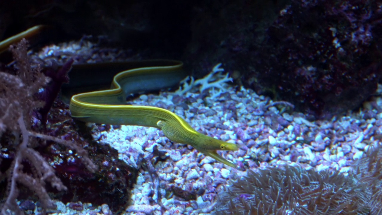 彩带鳗鱼，Rhinomuraena quaesita，在水族馆底部的清澈水中视频下载