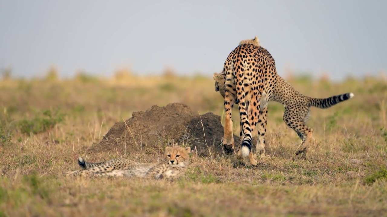 一个可爱的小猎豹幼崽在森林里和妈妈玩耍的慢动作镜头。非洲猎豹幼崽在玩耍视频素材