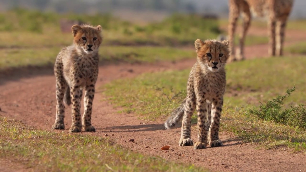 两只猎豹幼崽在森林中行走的慢动作镜头。森林里的两只猎豹兄弟视频素材