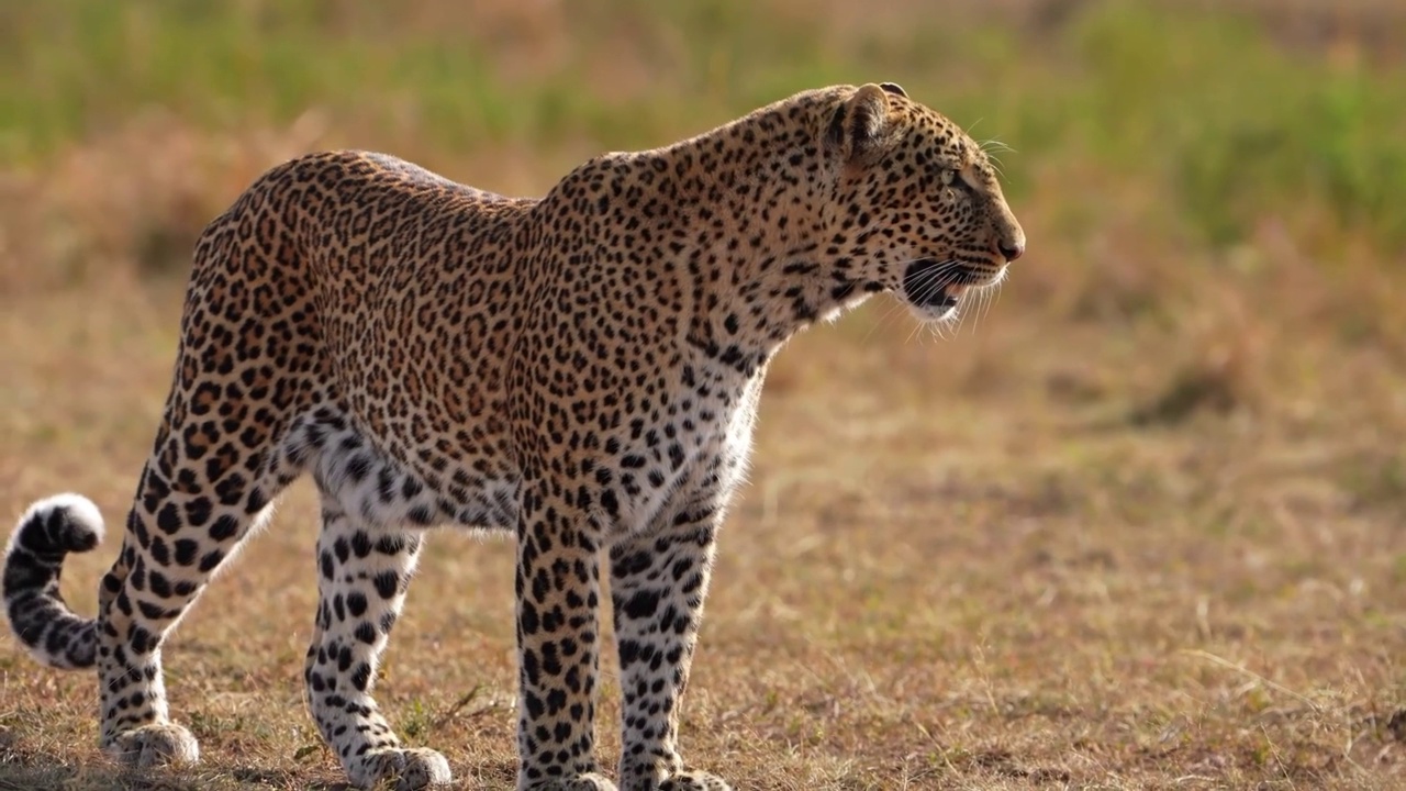 一只野生非洲豹站在森林里的特写慢动作镜头。非洲豹在森林中行走的特写视频素材