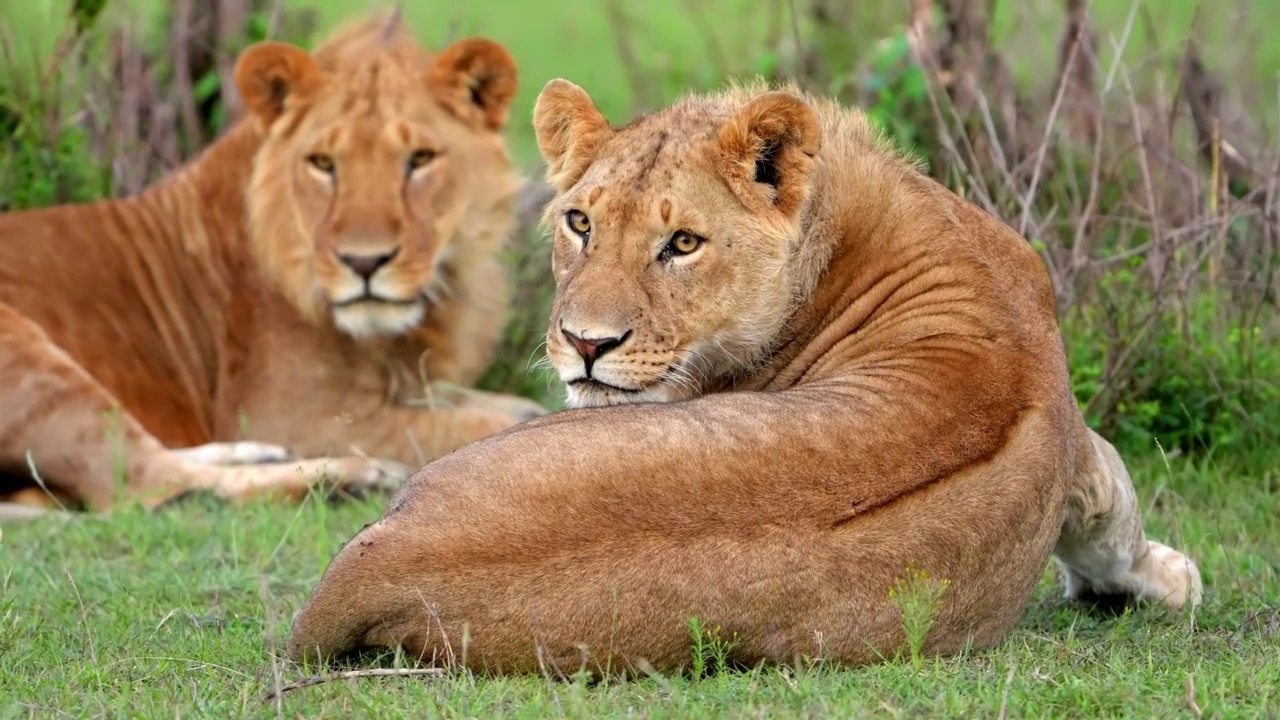 野生非洲狮和母狮在森林里休息的慢动作镜头。森林里的野狮和母狮视频素材