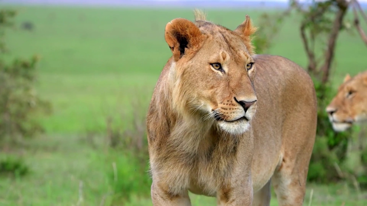 一只年轻的野生非洲狮站在森林里的慢动作镜头。森林里野生狮子的脸特写视频素材