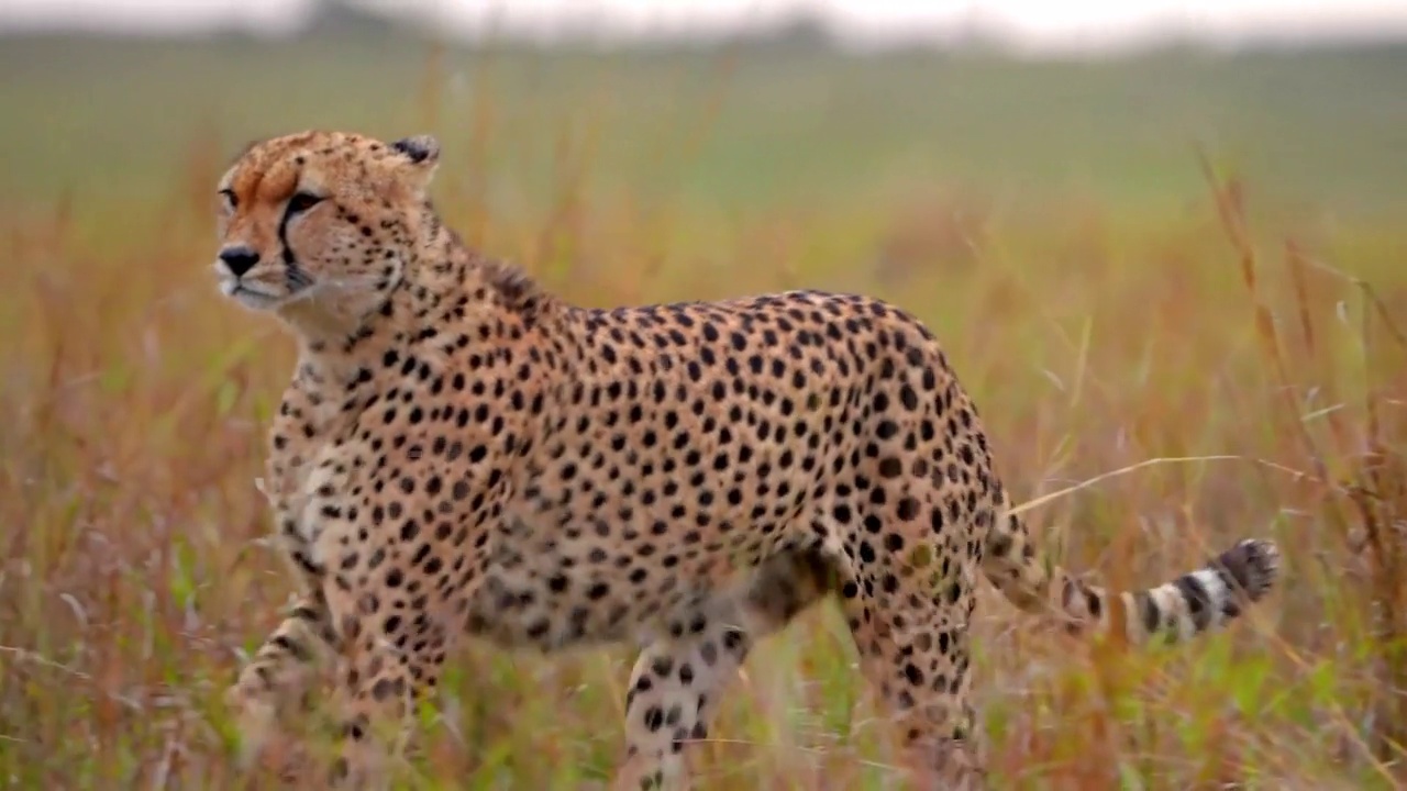 野生非洲猎豹在森林中奔跑的慢动作镜头。野生非洲猎豹在森林中奔跑的特写视频素材