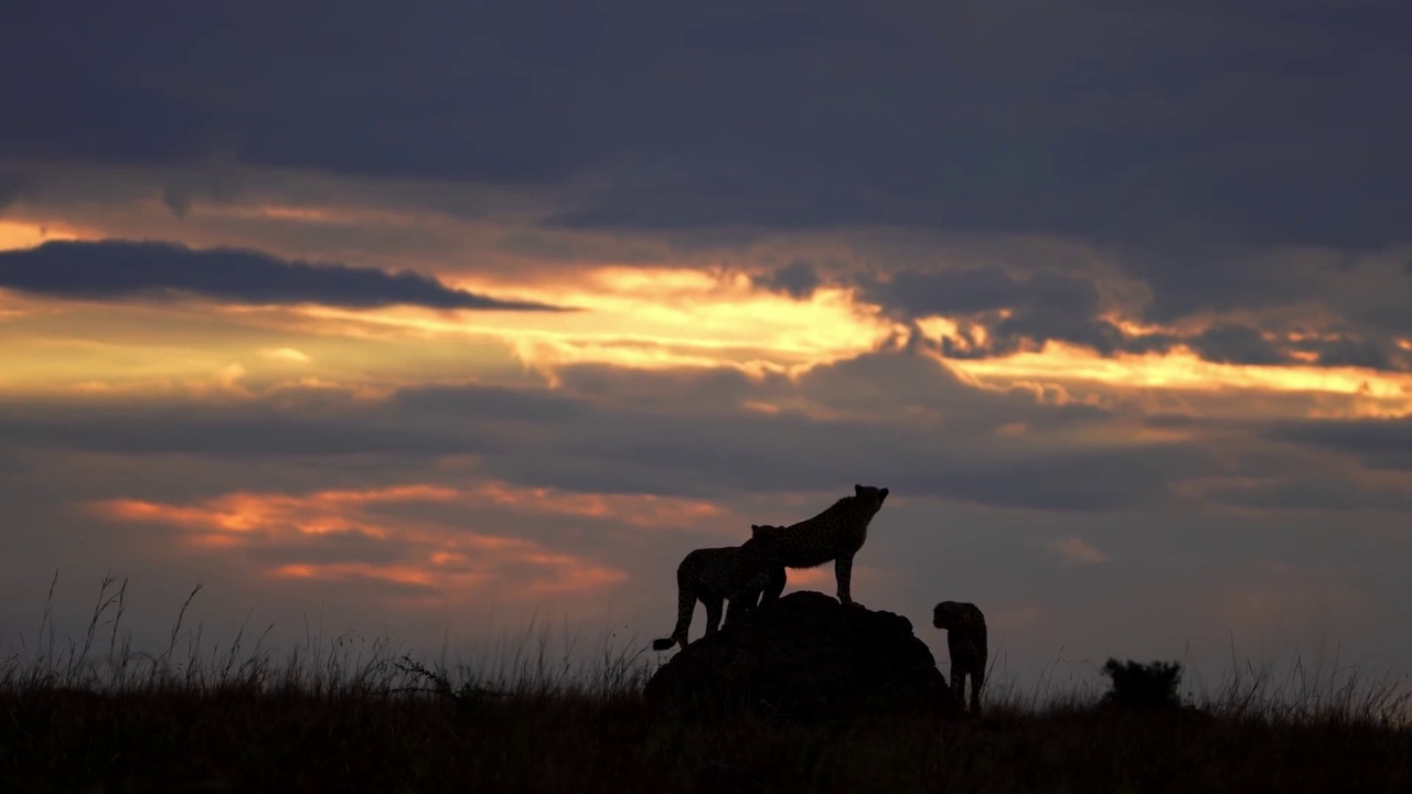 一群猎豹在森林中剪影的慢动作镜头。野生非洲猎豹兄弟的剪影在夕阳下视频素材