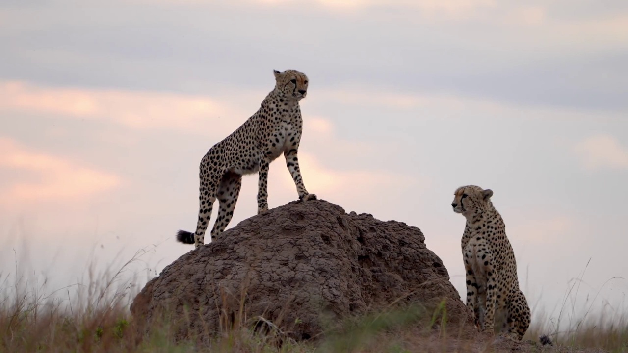 慢动作镜头，两只非洲猎豹兄弟站在森林里的大石头旁。非洲猎豹兄弟在森林里视频素材