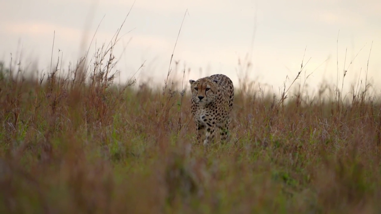 野生非洲猎豹在森林中行走的慢动作镜头。野生非洲猎豹在森林中行走的肖像视频素材